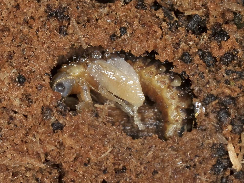 Larva con troppe zampe